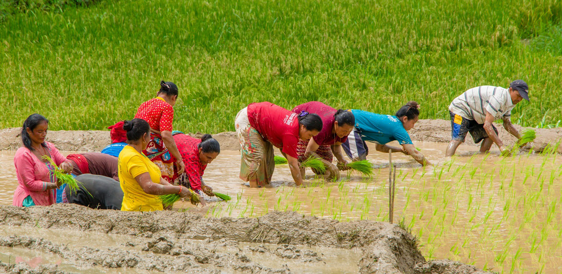 वर्षासँगै किसानलाई रोपाइँ गर्न भ्याइनभ्याई